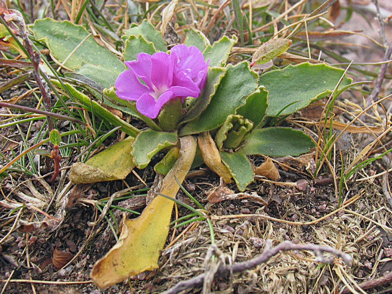 Piante legnose ed erbacee del Monte Mignolo.
